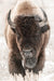 Bison Wild Majesty - Classy Art - Furniture World SW (WA)