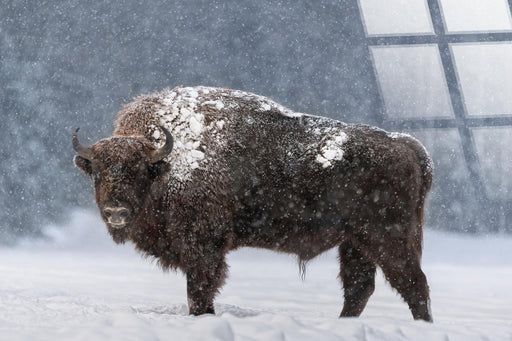 Bison - Classy Art - Furniture World SW (WA)