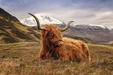 Highland Cow Three - Classy Art - Furniture World SW (WA)