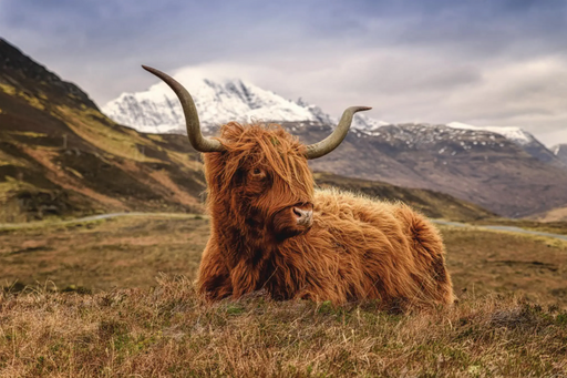 Highland Cow Three - Classy Art - Furniture World SW (WA)