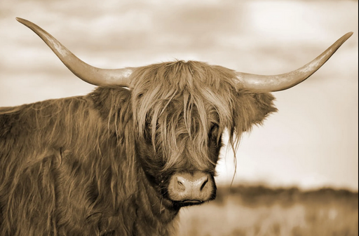 Highland Cow Two - Classy Art - Furniture World SW (WA)