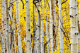 Yellow Aspen - Classy Art - Furniture World SW (WA)