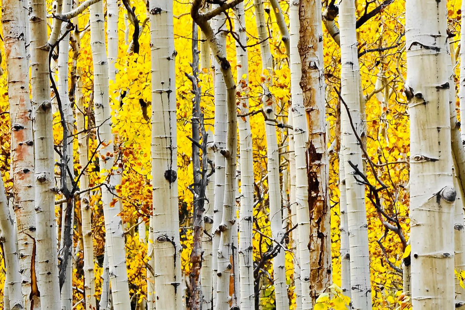 Yellow Aspen - Classy Art - Furniture World SW (WA)