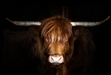 Highland Cow on Black - Classy Art - Furniture World SW (WA)